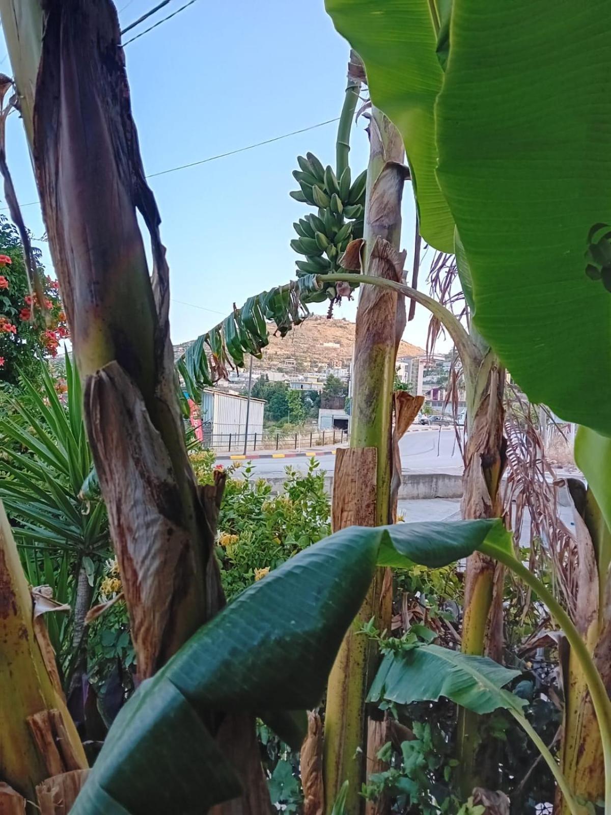 Villa Allkushi Sarandë Esterno foto